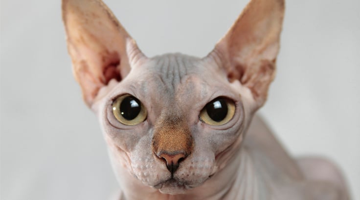 sfinks