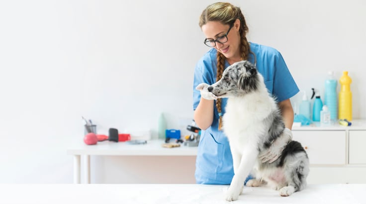 veterinar